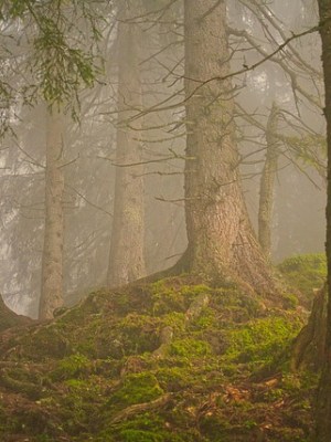 Storia dell’ambiente nel Medioevo. Natura, società,&nbsp;cultura
